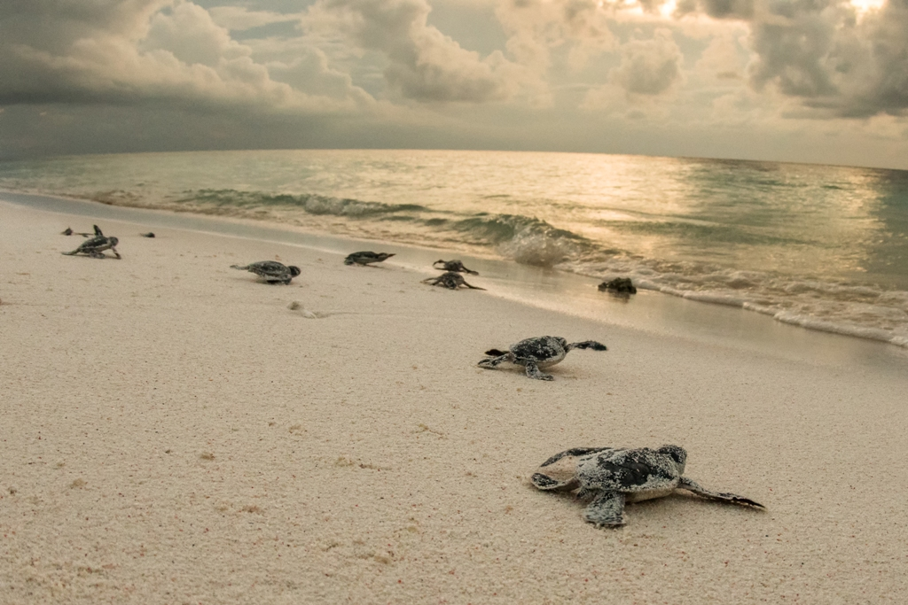 Turtles on beach
