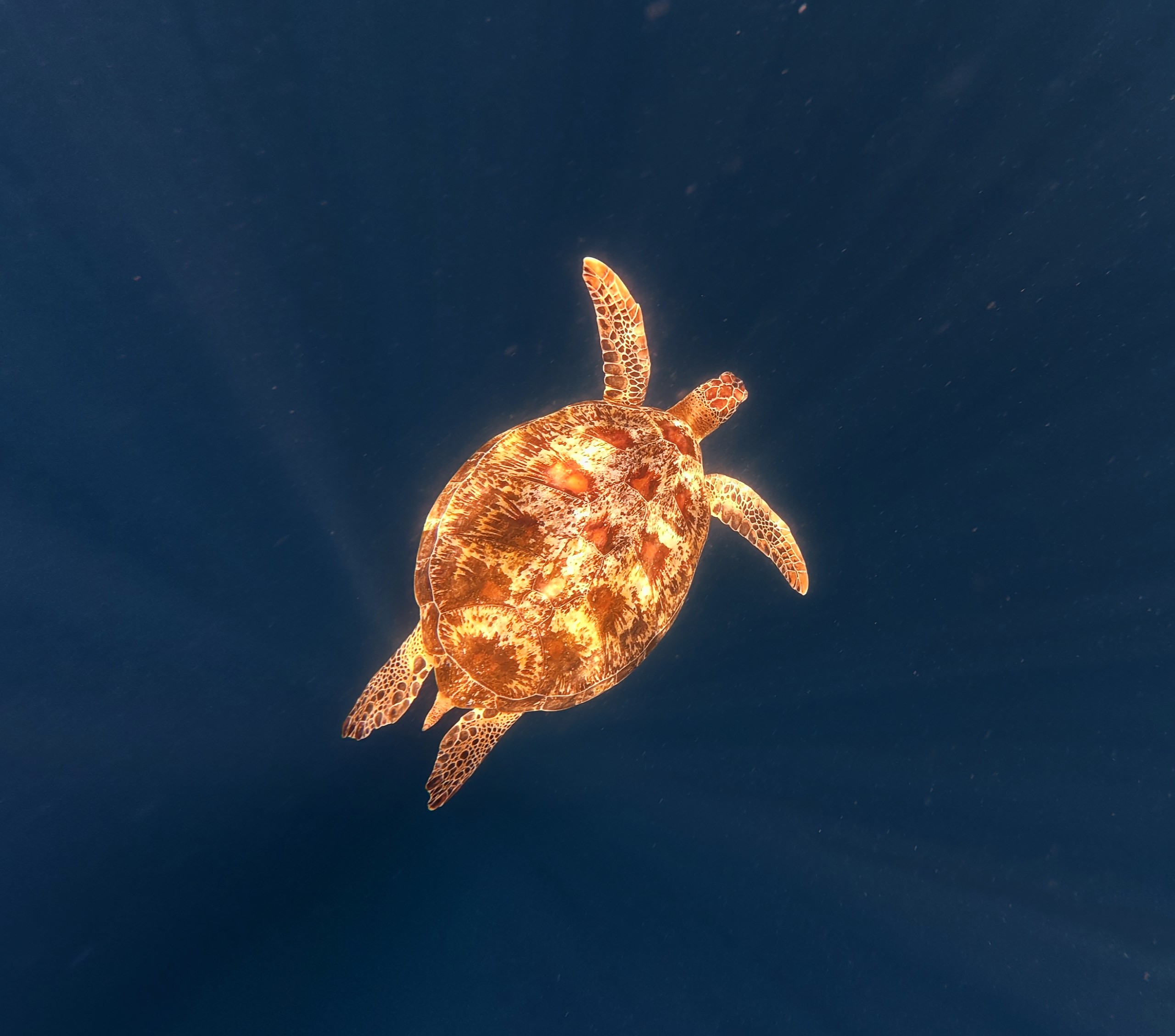 Sea turtle on sand