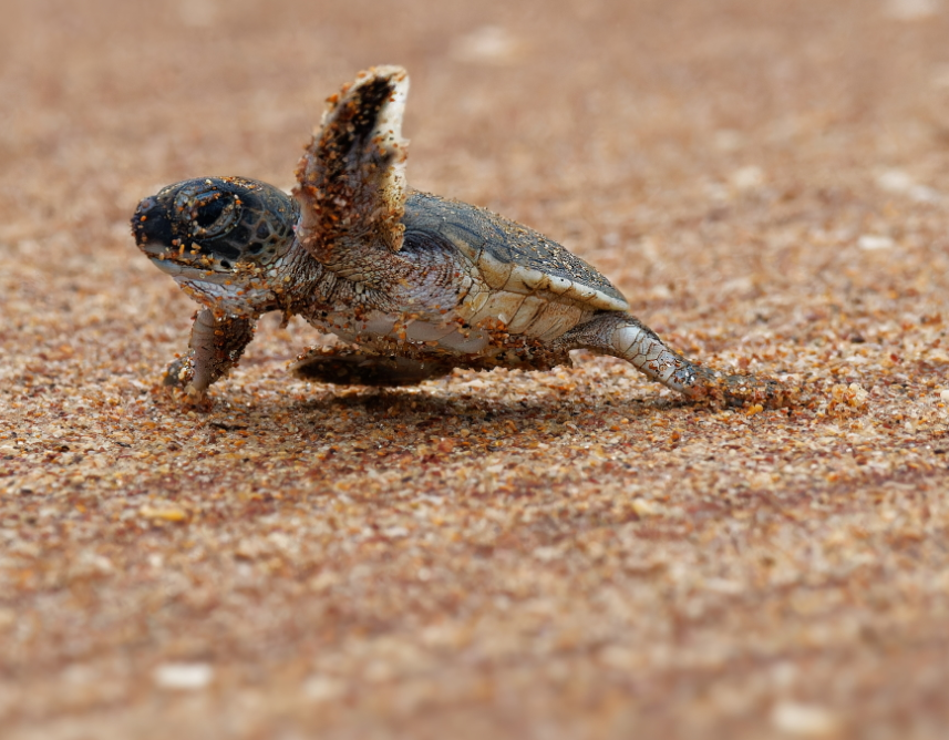 Baby turtle