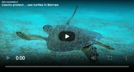 Czechs protect sea turtles
