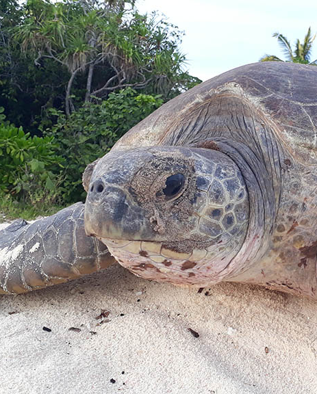Sea Turtle Swimming