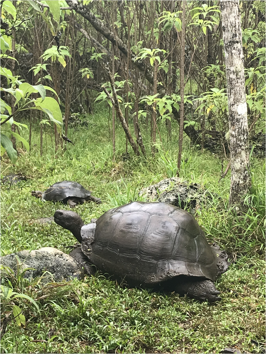 Galapagos 1