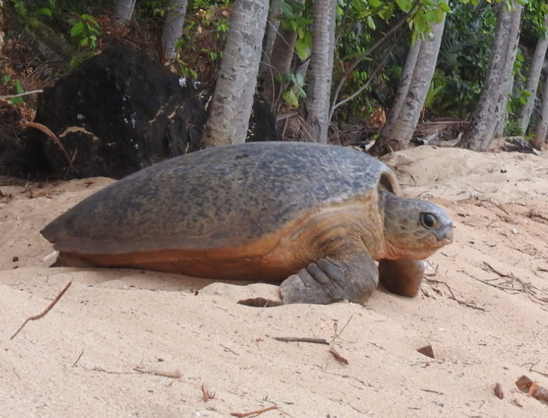 Adult turtle