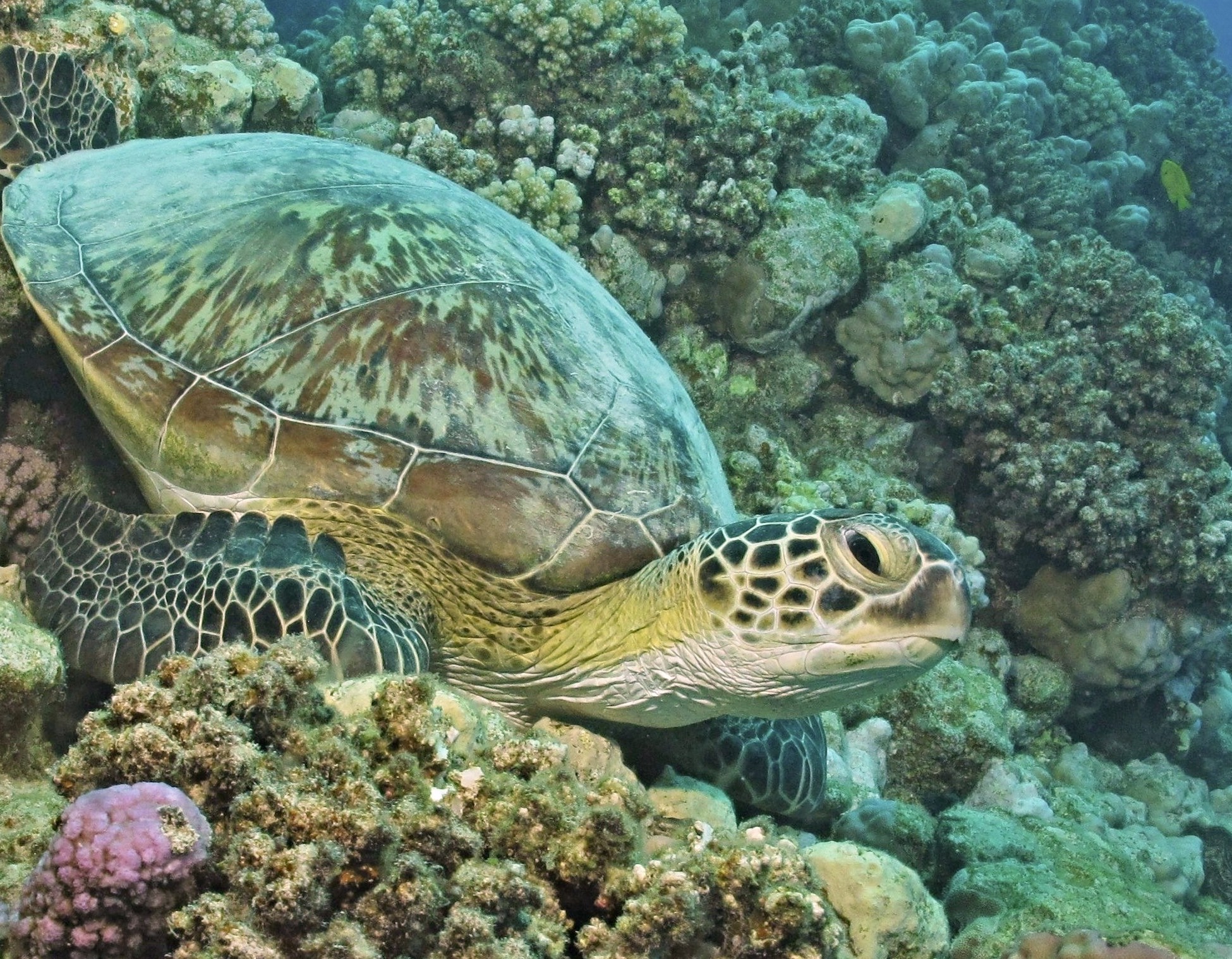 Turtle in the water