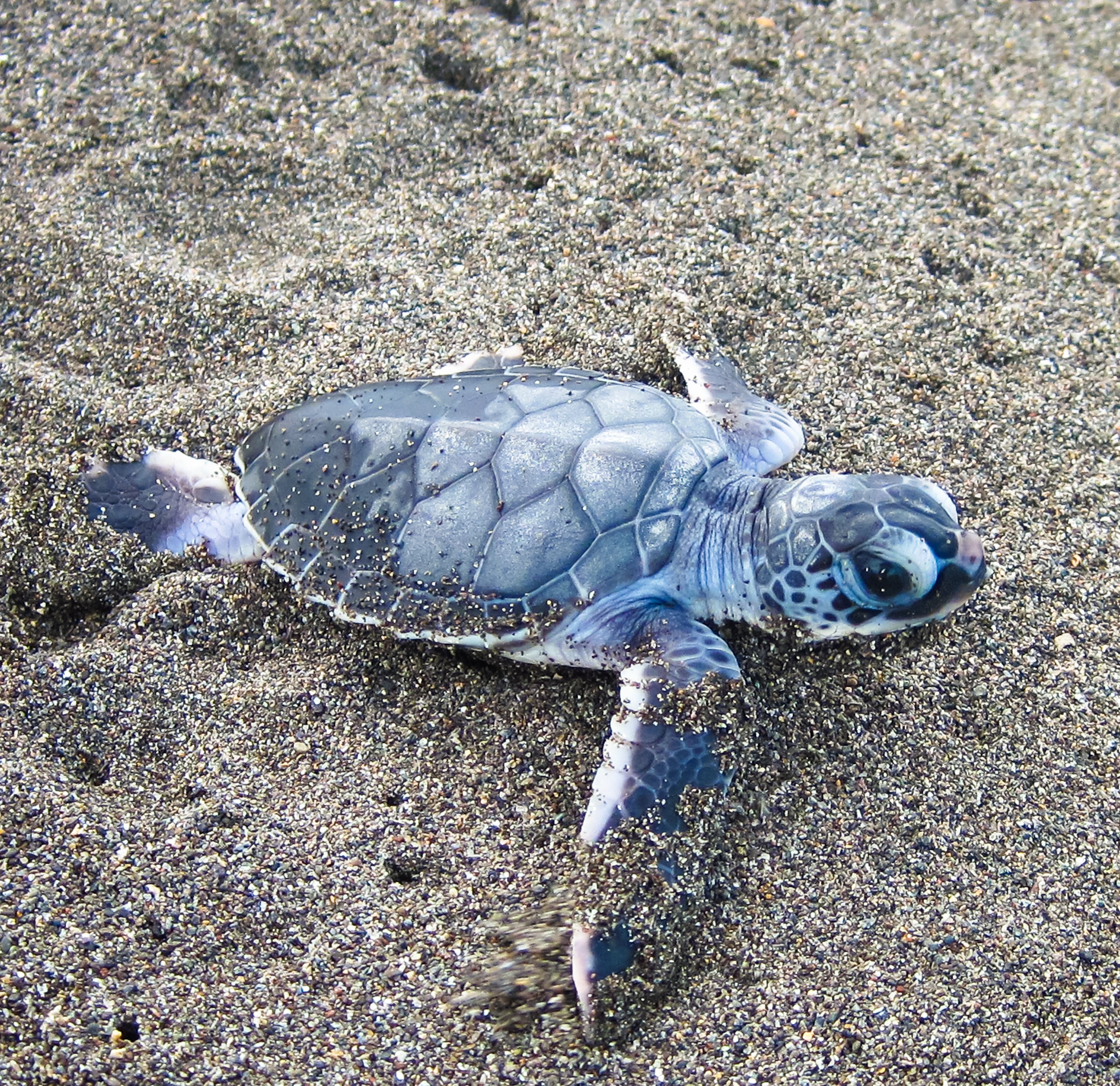 Baby sea turtle
