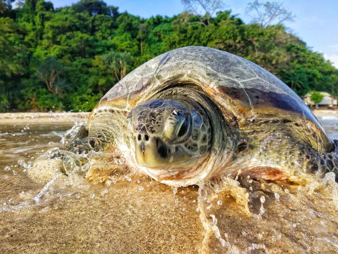 Turtle on the beach