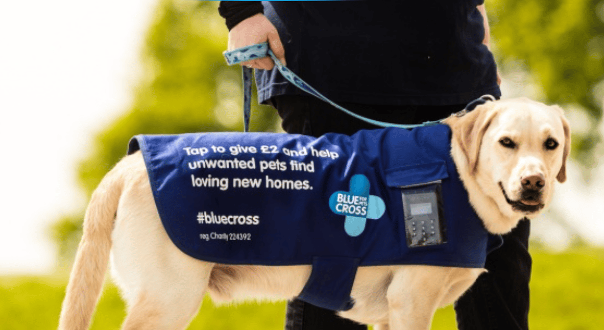 Organizace Blue Cross má ve svých službách psí fundraisery. Platební terminály se umísťují přímo na psy, kterým hledá neziskovka nový domov. Zdroj: Blue Cross 