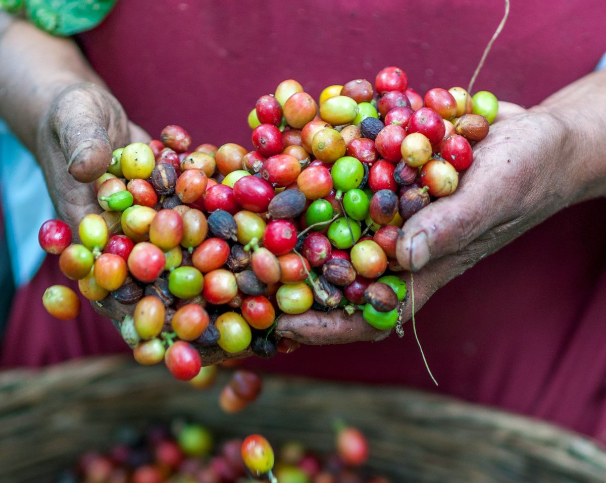 Ještě férovější šálek kávy: Fairtrade International bojuje novým standardem proti odlesňování