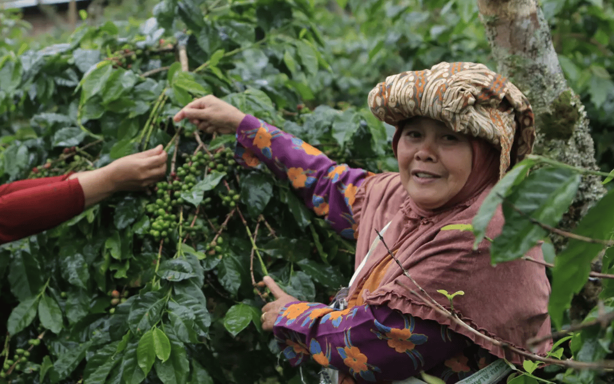 Český fair trade slaví 20 let, Češi za tu dobu vypili 22 olympijských bazénů férové kávy