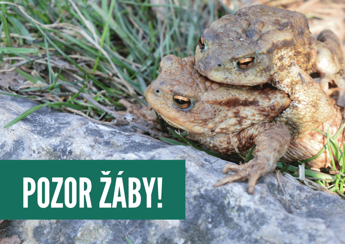 Akce žába: ČSOP zachraňuje obojživelníky před úmrtím na silnicích. Pomáhají dobrovolníci i dárci