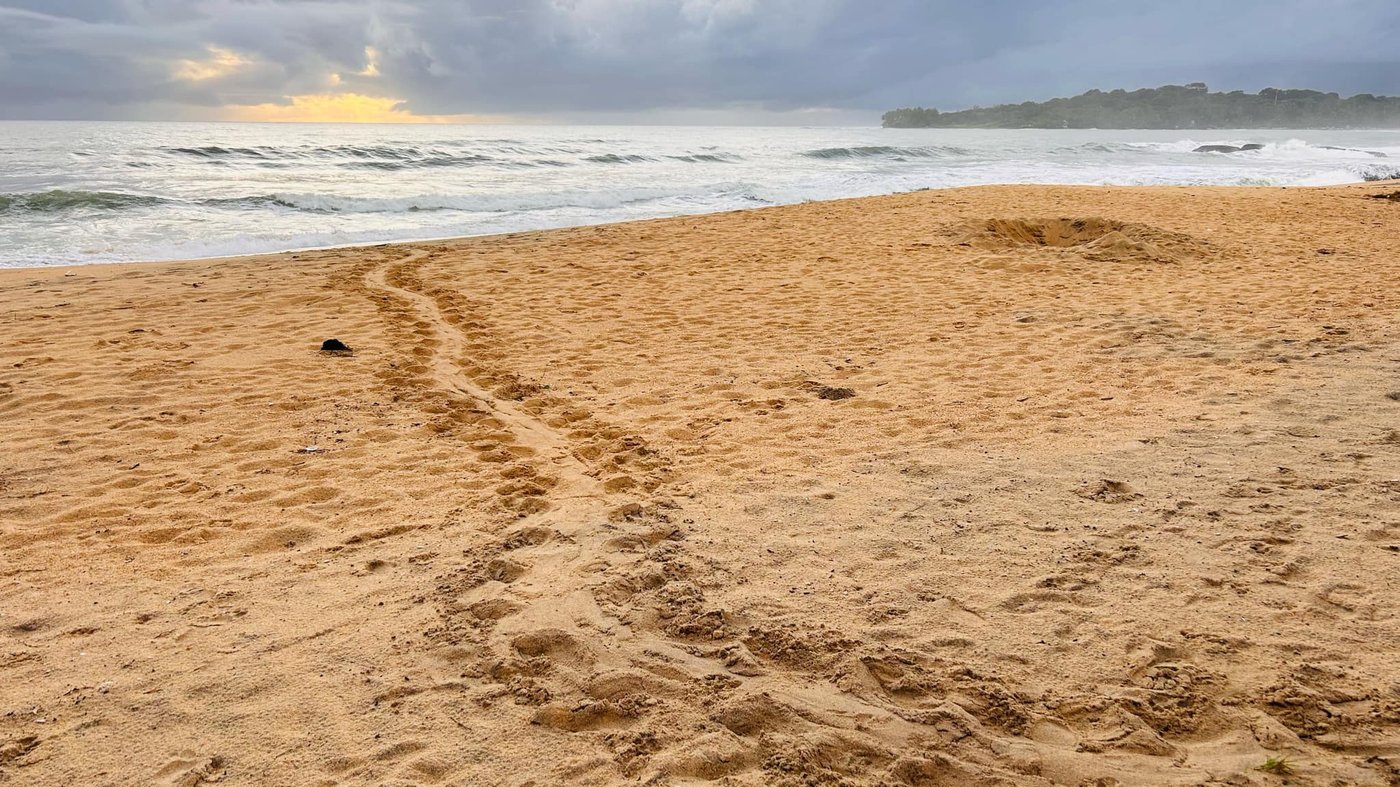 Sea turtle conservation
