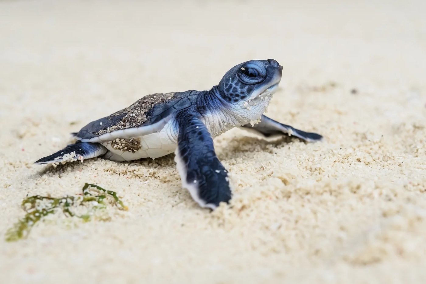 GIVING THROUGH VAKOVAKO APP