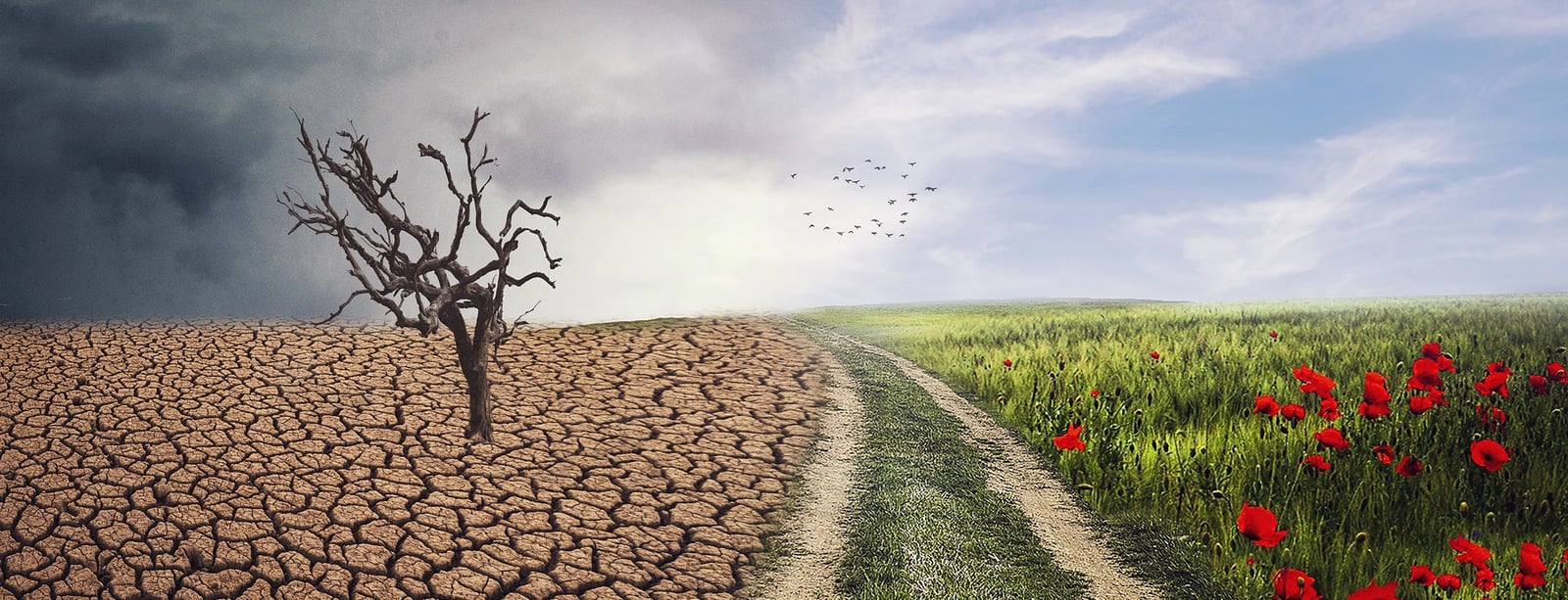 Nevládní organizace žádají vládu, aby řešení koronavirové krize spojila s řešením otázek změny klimatu