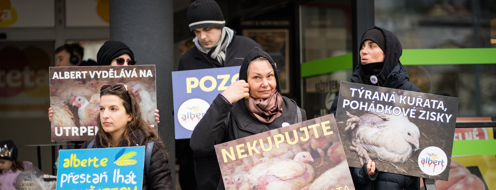 Albert vs. OBRAZ: Obránci zvířat mohou dále užívat doménu albertovakrutost.cz upozorňující na podmínky kuřat, rozhodl soud