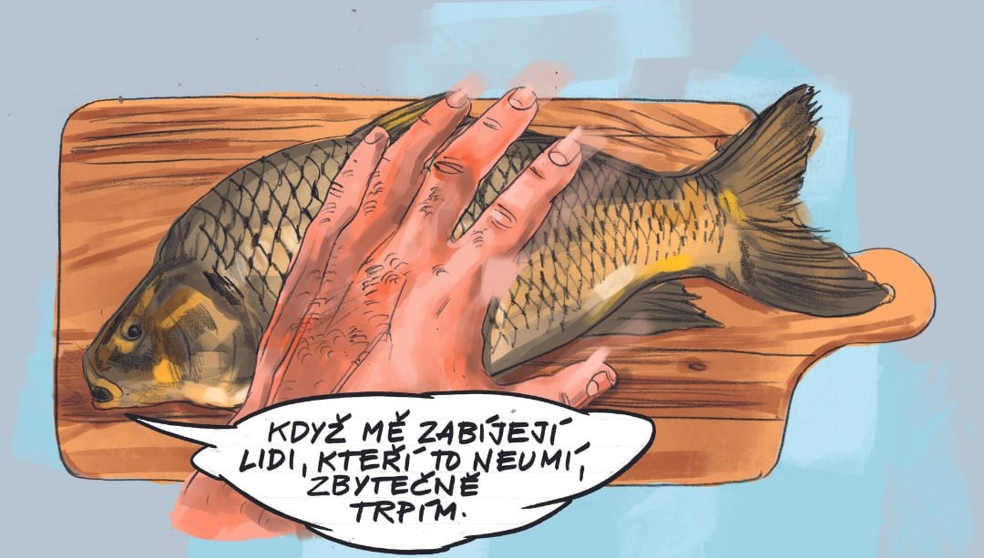 Vánoce bez živých kaprů, Silvestr bez rachejtlí. Neziskovky vedou kampaně na ochranu zvířat