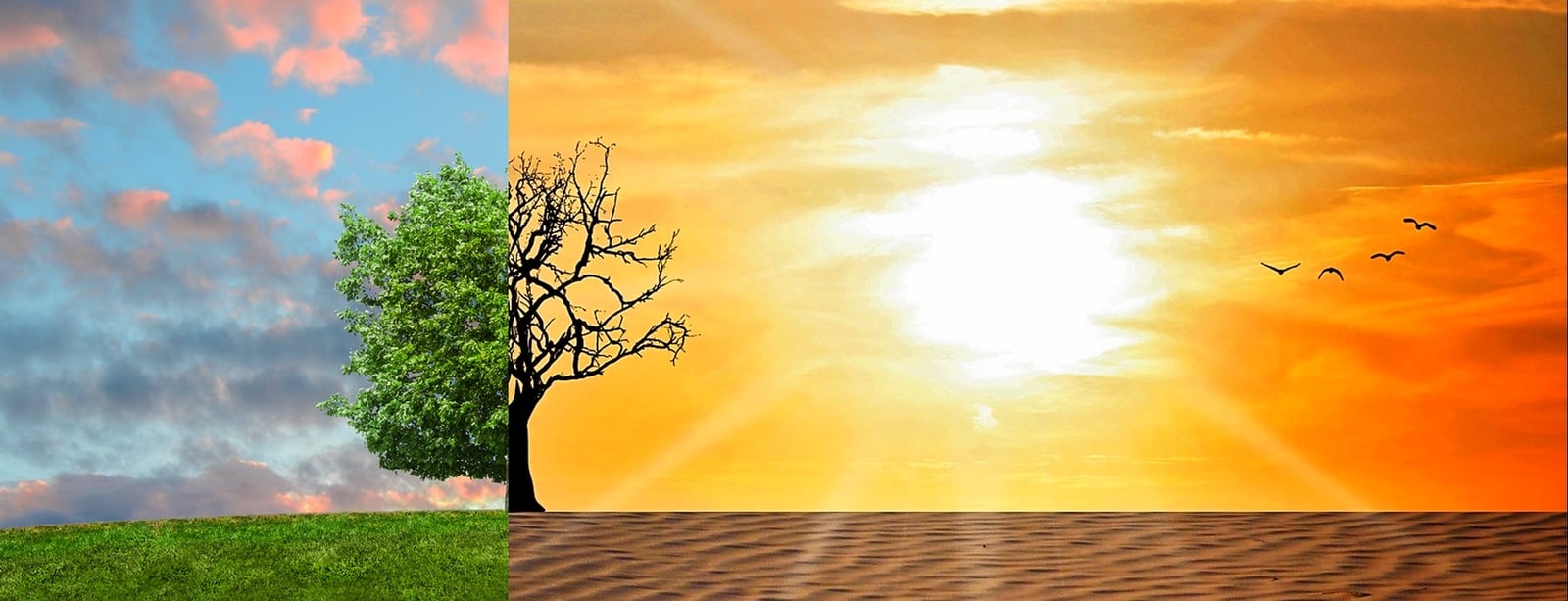 Kdo zvítězí v boji se změnou klimatu? Vyberte svého favorita mezi pěti finalisty cen SDGs 2020