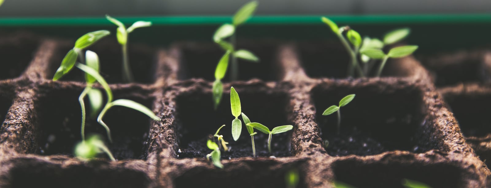 Měsíční akademie pro neziskovky Grow with Google