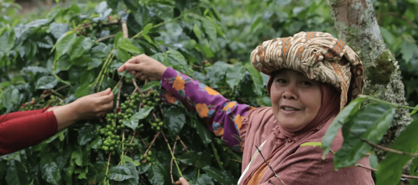 Český fair trade slaví 20 let, Češi za tu dobu vypili 22 olympijských bazénů férové kávy