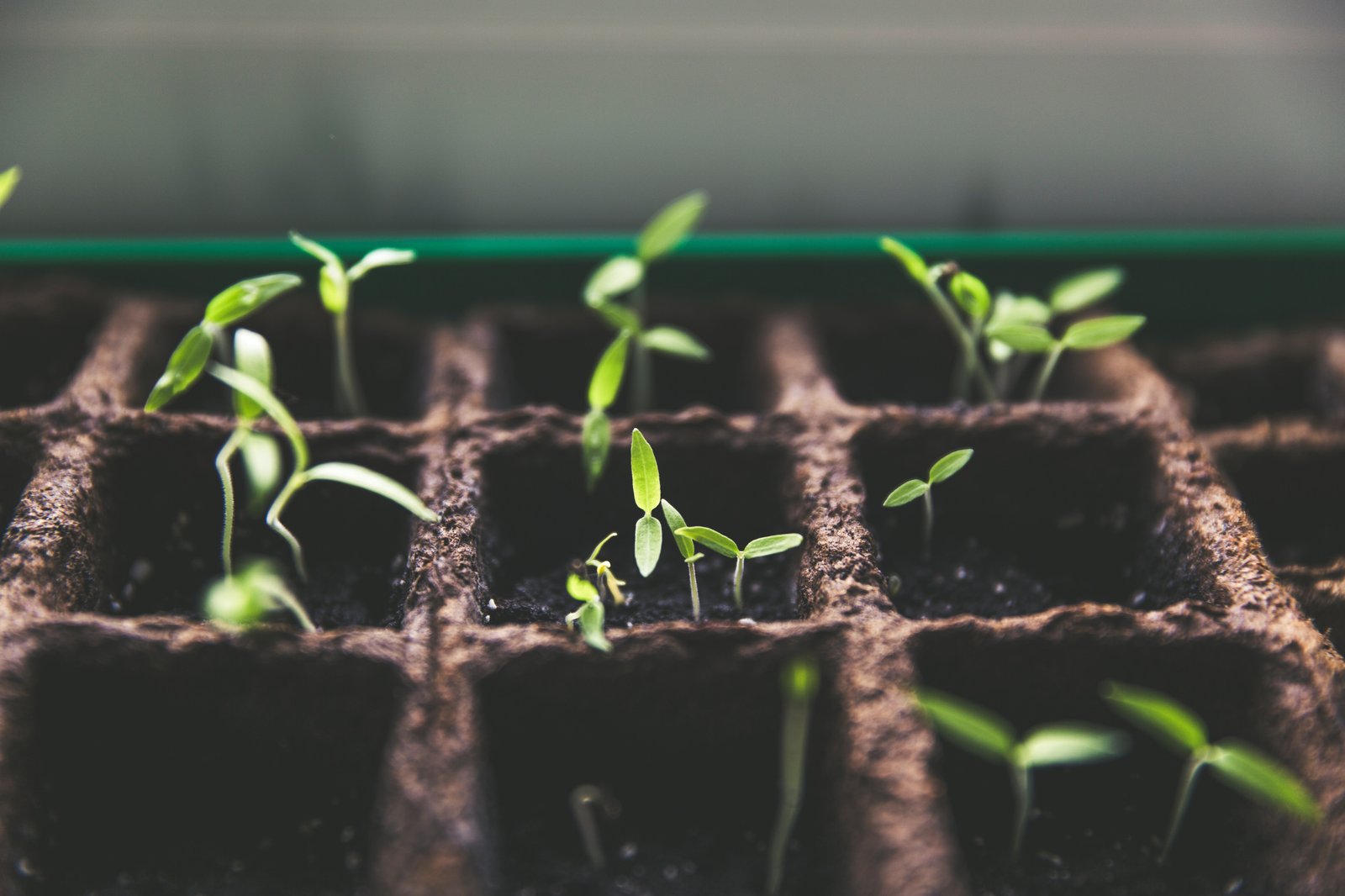 Měsíční akademie pro neziskovky Grow with Google