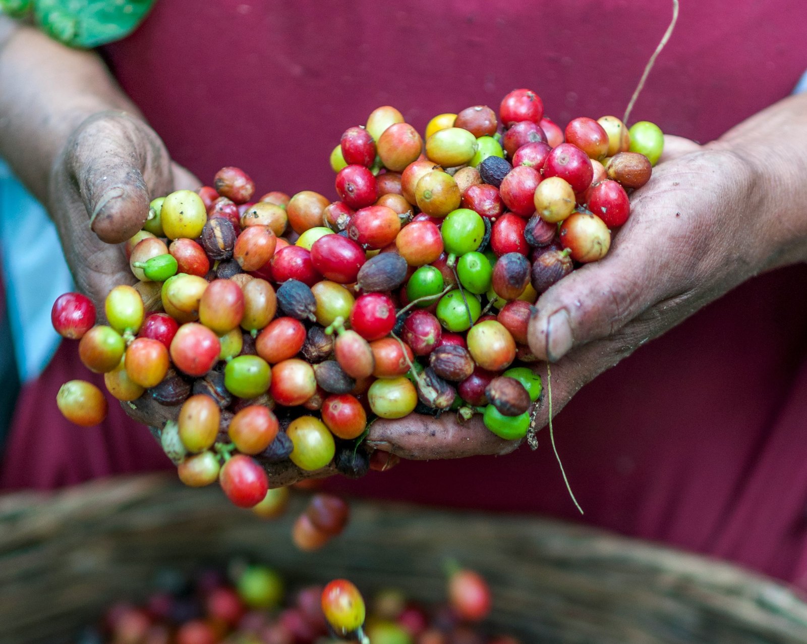 Ještě férovější šálek kávy: Fairtrade International bojuje novým standardem proti odlesňování