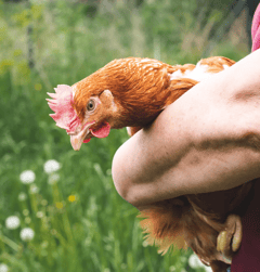 Beef tartare with toasted bread and fresh herbs
